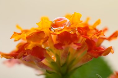 Lantana camara