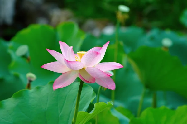 Fleur de lotus unique parmi les coussinets (lotus laisser ) — Photo