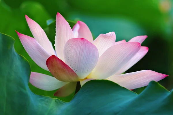 Bloei van lotusbloem — Stockfoto