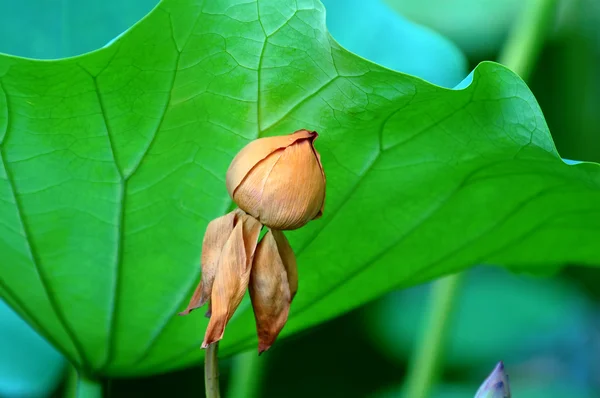 Een vervaagde lotusbloem achter een groot blad — Stockfoto