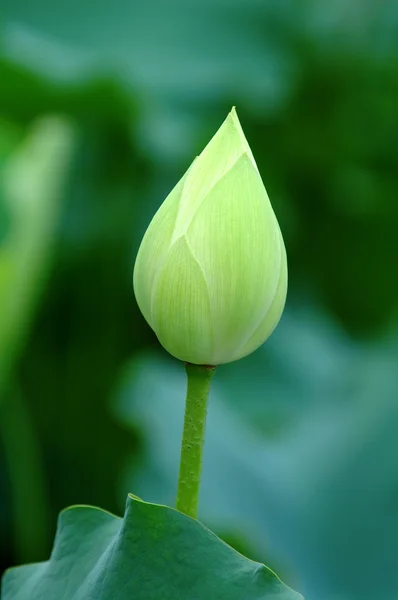 Lotus bourgeon — Photo