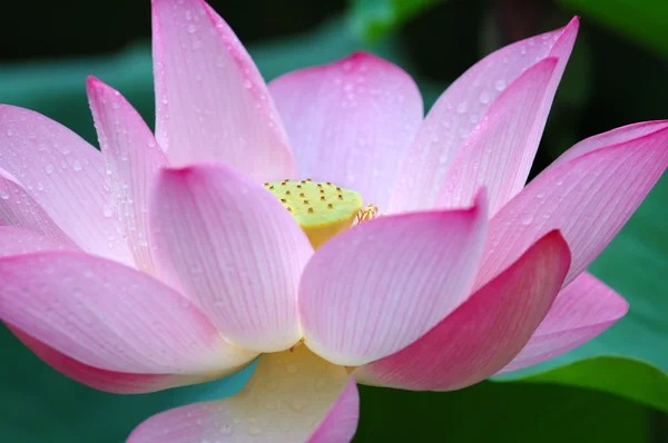 Primo piano di fiore di loto in fiore — Foto Stock