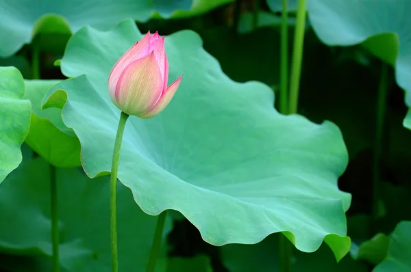 Kwiat lotosu i gigantyczne Zostaw pad — Zdjęcie stockowe