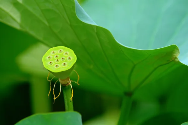 Seed head of lotus — Stock Photo, Image