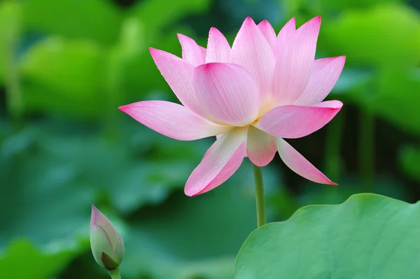 Flor y brote de loto — Foto de Stock
