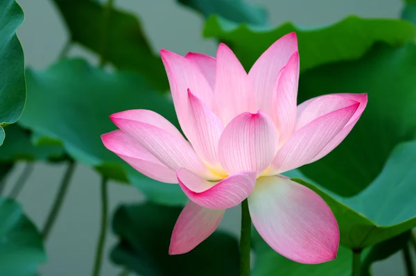 Einzelne Lotusblume — Stockfoto
