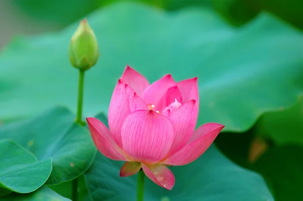 Lotusblume und Knospe — Stockfoto