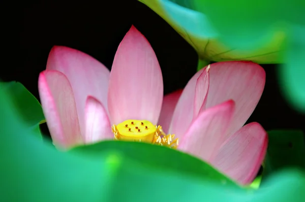 Flor de loto detrás de hojas —  Fotos de Stock