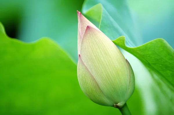 Зеленый цветок лотоса — стоковое фото