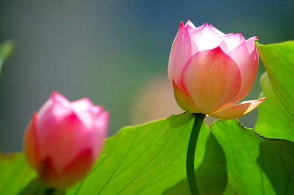 Lotusblommor under solen ljus — Stockfoto