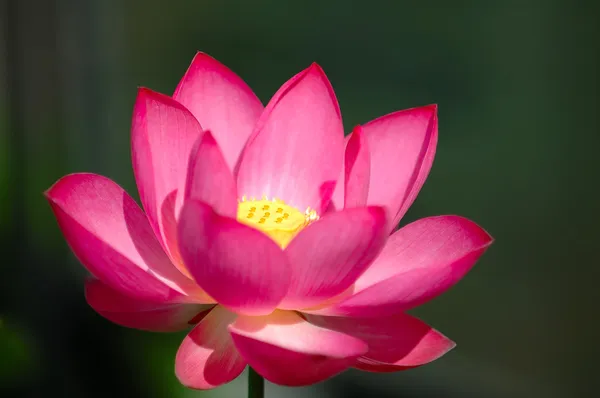 Blommande rosa lotus blomman — Stockfoto