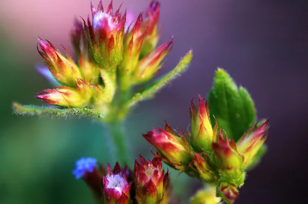Eupatorium 작은 꽃의 개화 — 스톡 사진