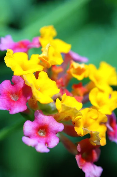 Lantana květiny — Stock fotografie