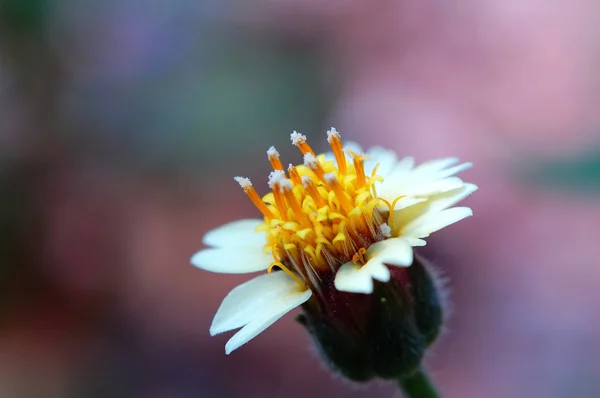 Road flower — Stock Photo, Image