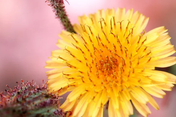Yellow compositae flower — Stock Photo, Image