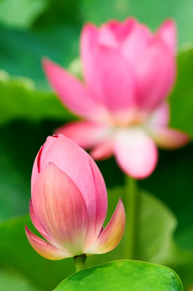 Flores de lótus — Fotografia de Stock