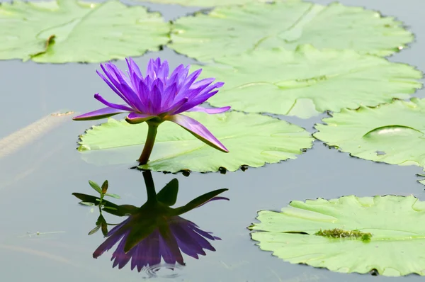 紫色的睡莲 — 图库照片