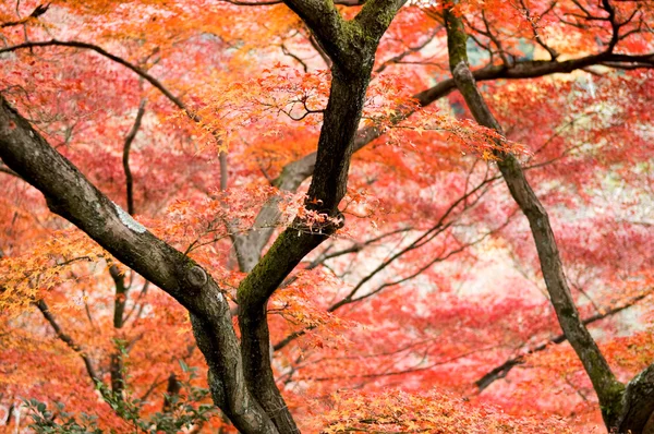 槭树 — 图库照片