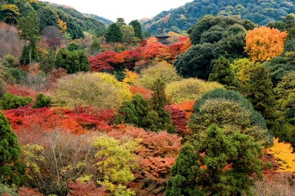 Vue panoramique des arbres colorés — Photo