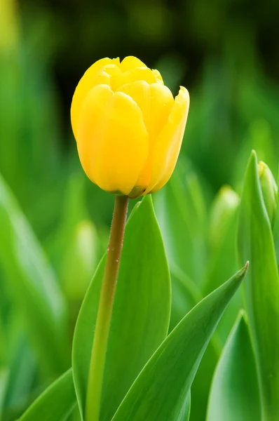 Μονό λουλούδι τουλίπας — Φωτογραφία Αρχείου