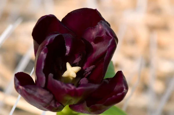 Close up de flor de tulipa — Fotografia de Stock