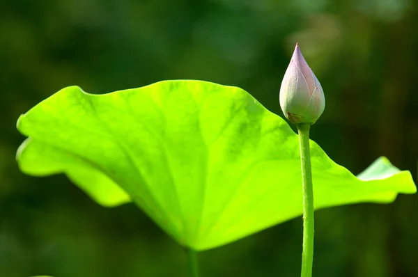 Lotus (bourgeon) fleur — Photo