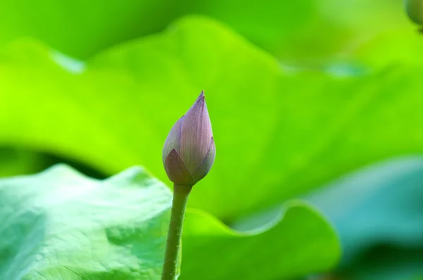 Lotus (bud) flower — Stock Photo, Image