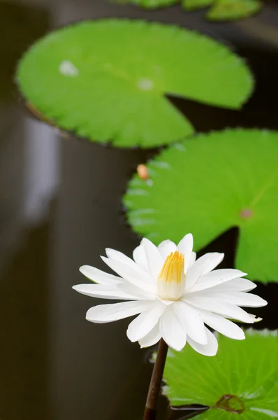 White water lilies — Stock Photo, Image