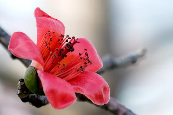 Flores de ceiba — Fotografia de Stock