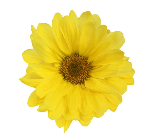 노란 데이지 꽃 흰색 절연 — 스톡 사진
