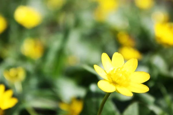 Primavera flor amarela em verde — Fotografia de Stock