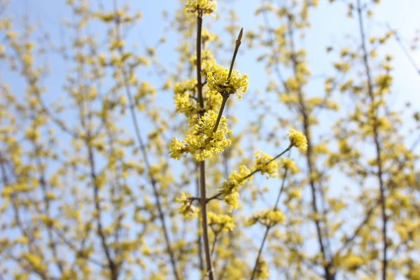 Jarní žlutá květina strom pozadí — Stock fotografie