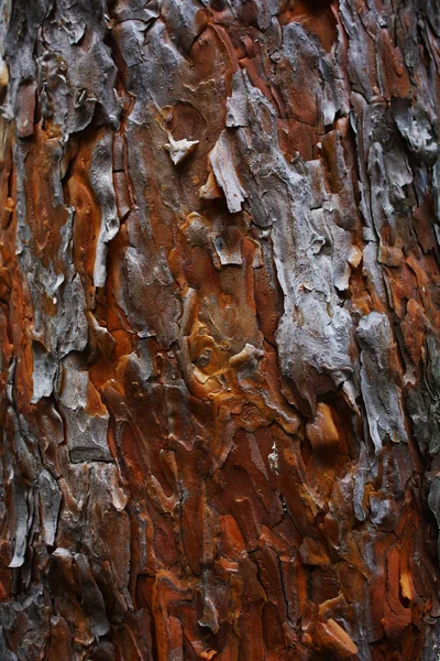 stock image Pine bark