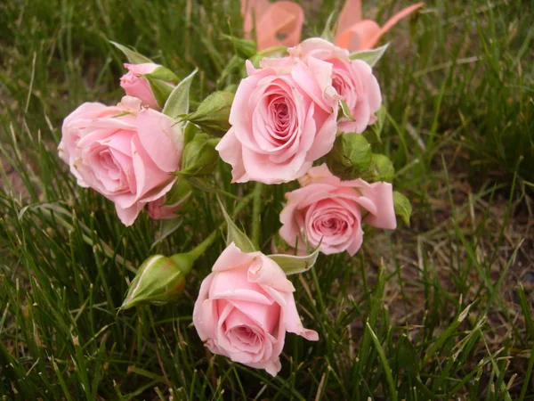 Pink roses on the grass — Stock Photo, Image
