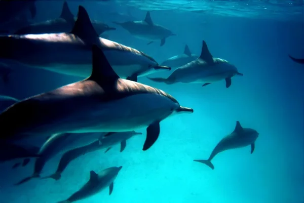 Дайвинг с дельфинами — стоковое фото