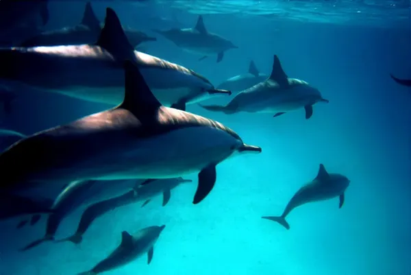 Dykning med delfiner Royaltyfria Stockbilder