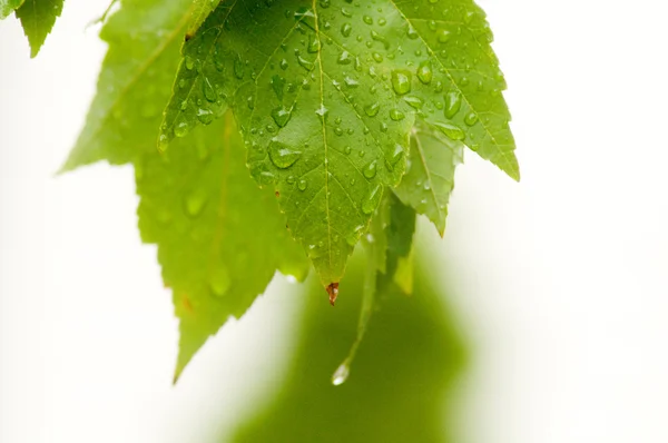 Stock image Leaves after rain