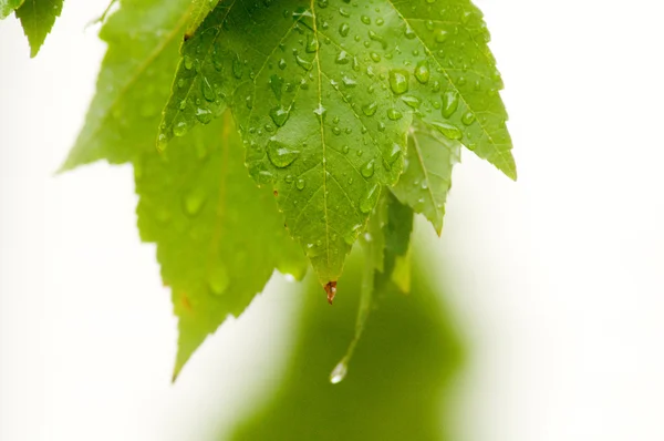 Листья после дождя Лицензионные Стоковые Изображения