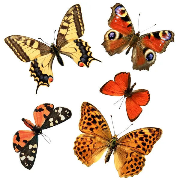 Schmetterlingsgruppe — Stockfoto