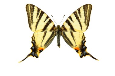 Butterfly clipart