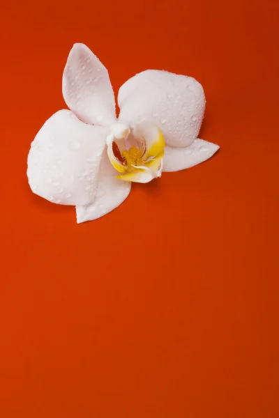 Zambak çiçeği — Stok fotoğraf