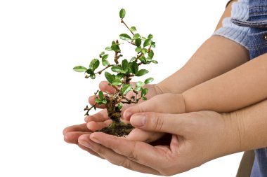 Tree in palm of hand clipart