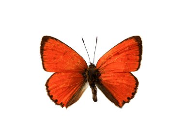 Butterfly clipart