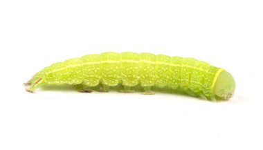 Green caterpillar clipart