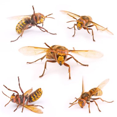 European Wasp clipart