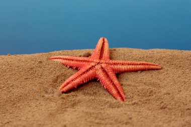 Starfish clipart