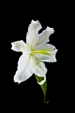 Lily flower clipart