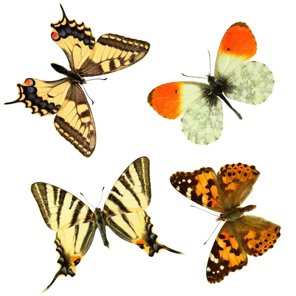 Grupo das borboletas — Fotografia de Stock