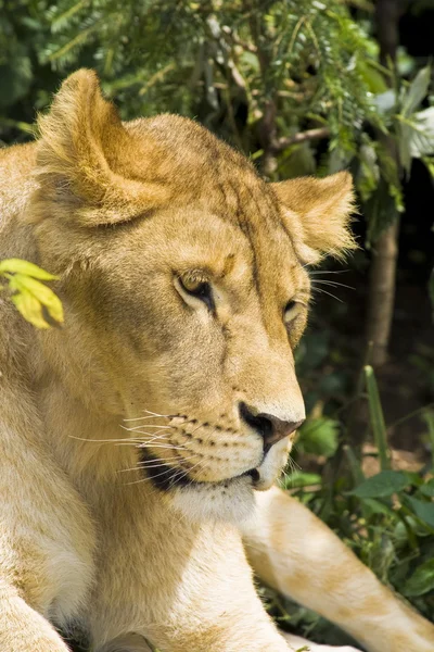 stock image Lion