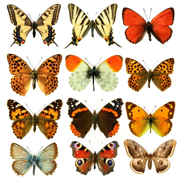 Метелик Група — стокове фото